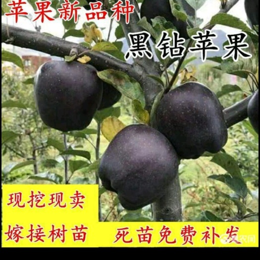 平邑县黑钻苹果树苗 黑钻苹果苗