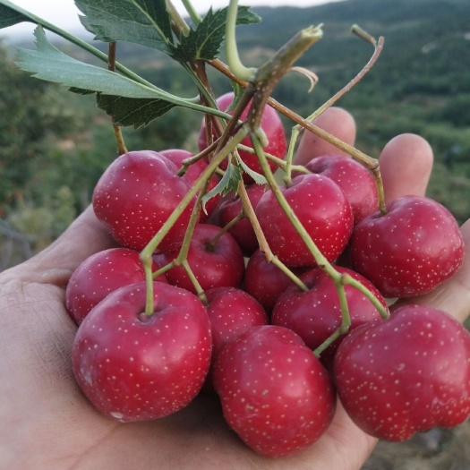 新泰市口感香甜的甜红孑甜山楂，中国特产
