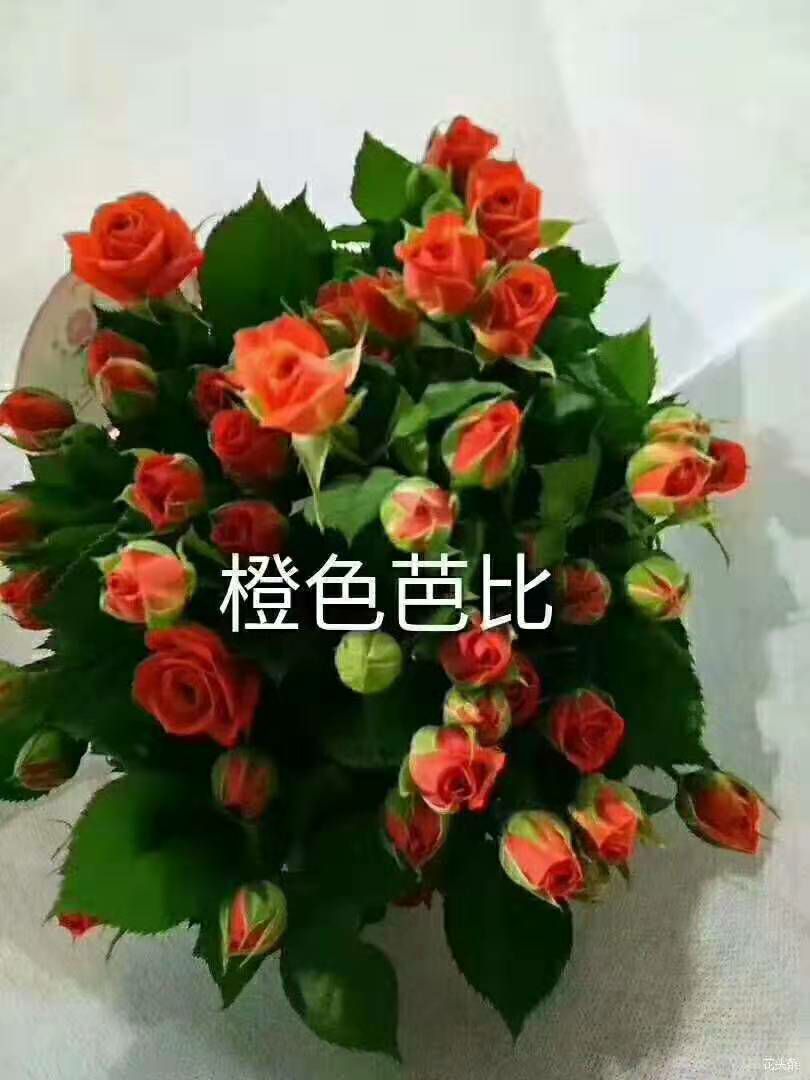 四季玫瑰