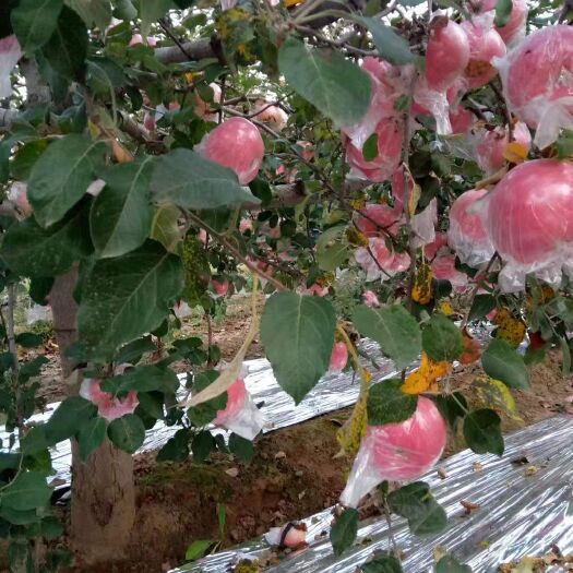 万荣县富平苹果  山西运城万荣黄土高原硬度好 冰糖心 香脆甜纸加膜红富士
