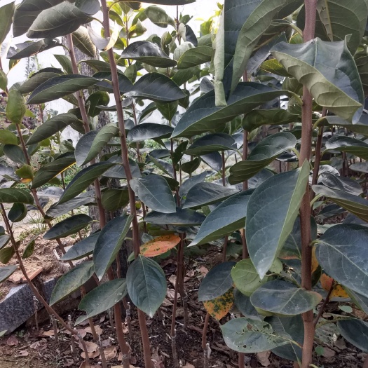 平邑县甜心柿苗 我处大量供柿子苗和各种果树苗