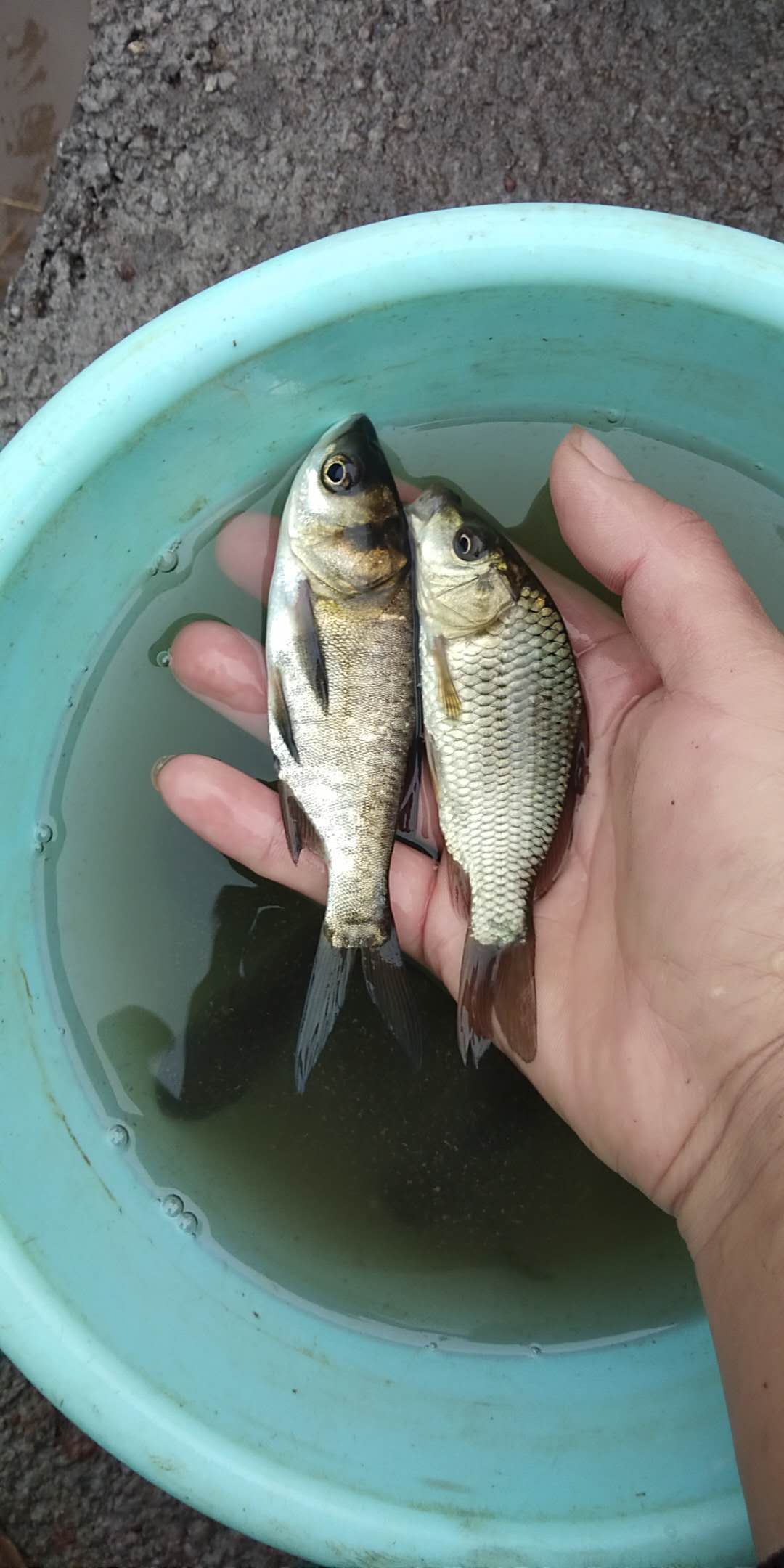 花鲢苗 支持送货上门，货到付款量大从优，四川，云南，贵州，湖