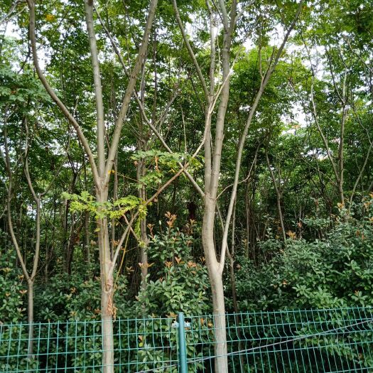 泰州 栾树