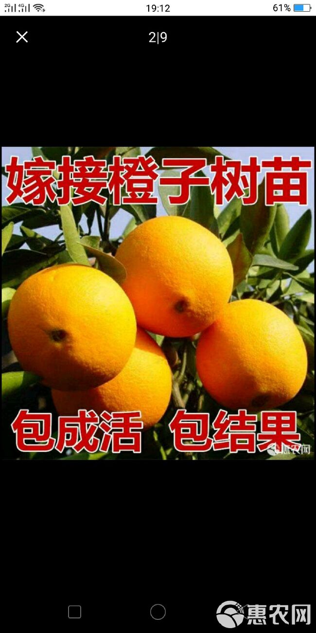  赣南脐橙苗