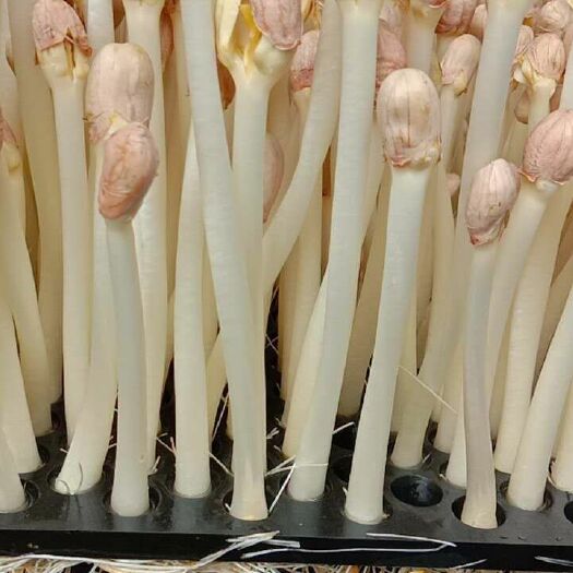 南通 本公司大量出售花生芽纯绿色有机食品