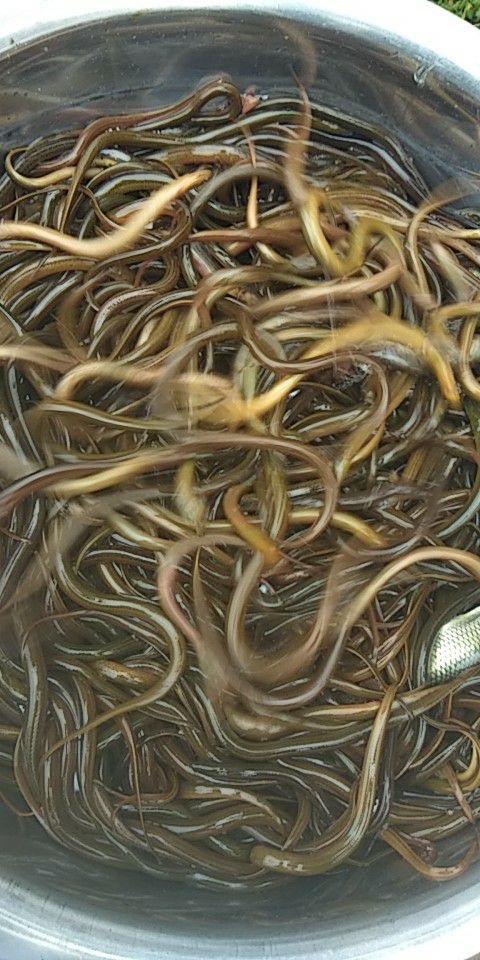蓬安县华丰9号黄鳝苗 支持送货上门，货到付款量大从优，四川，云南，