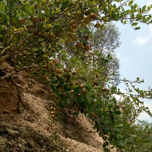 博白县油茶籽 高产油茶