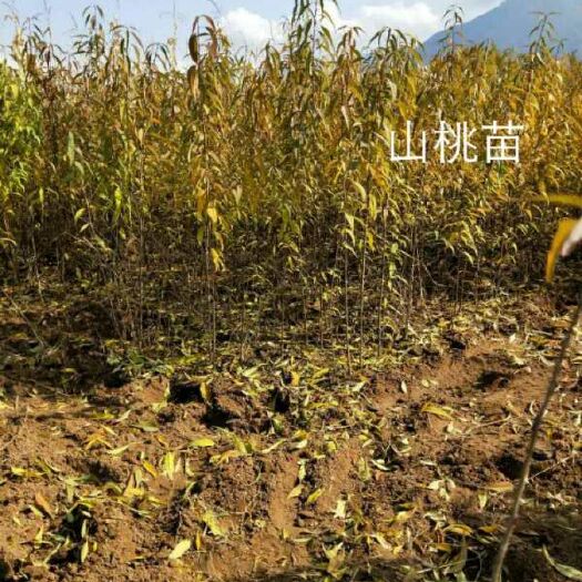 蔚县山桃苗  出售山桃树苗量大