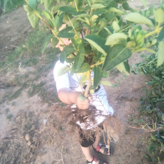 平邑县二年金银花苗，四季树型金银花苗，死苗补发