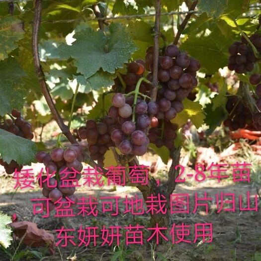 平邑县 无架矮化葡萄苗
