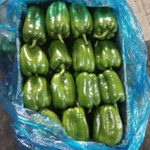 莘县圆椒 我处太空椒已大量上市