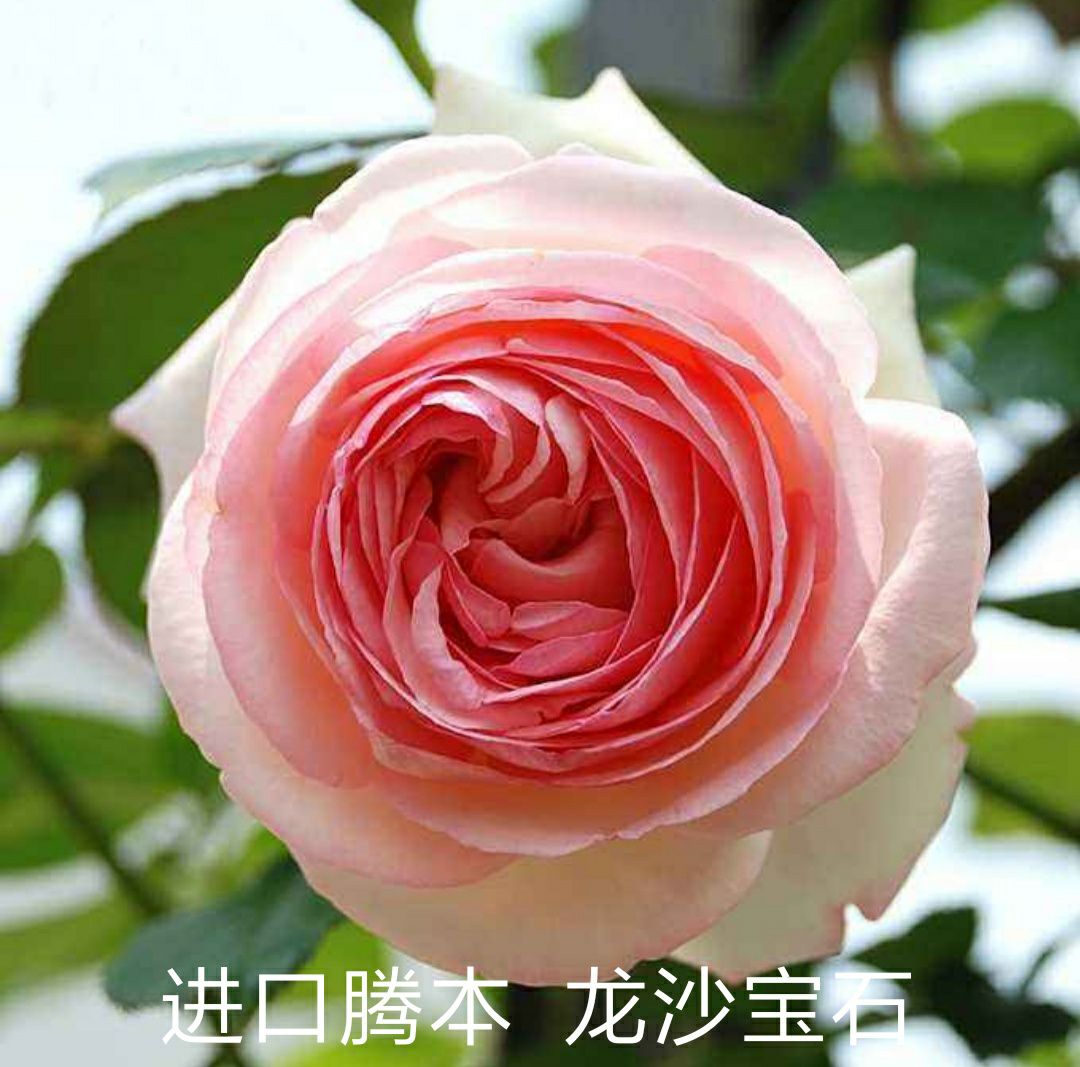 四季玫瑰