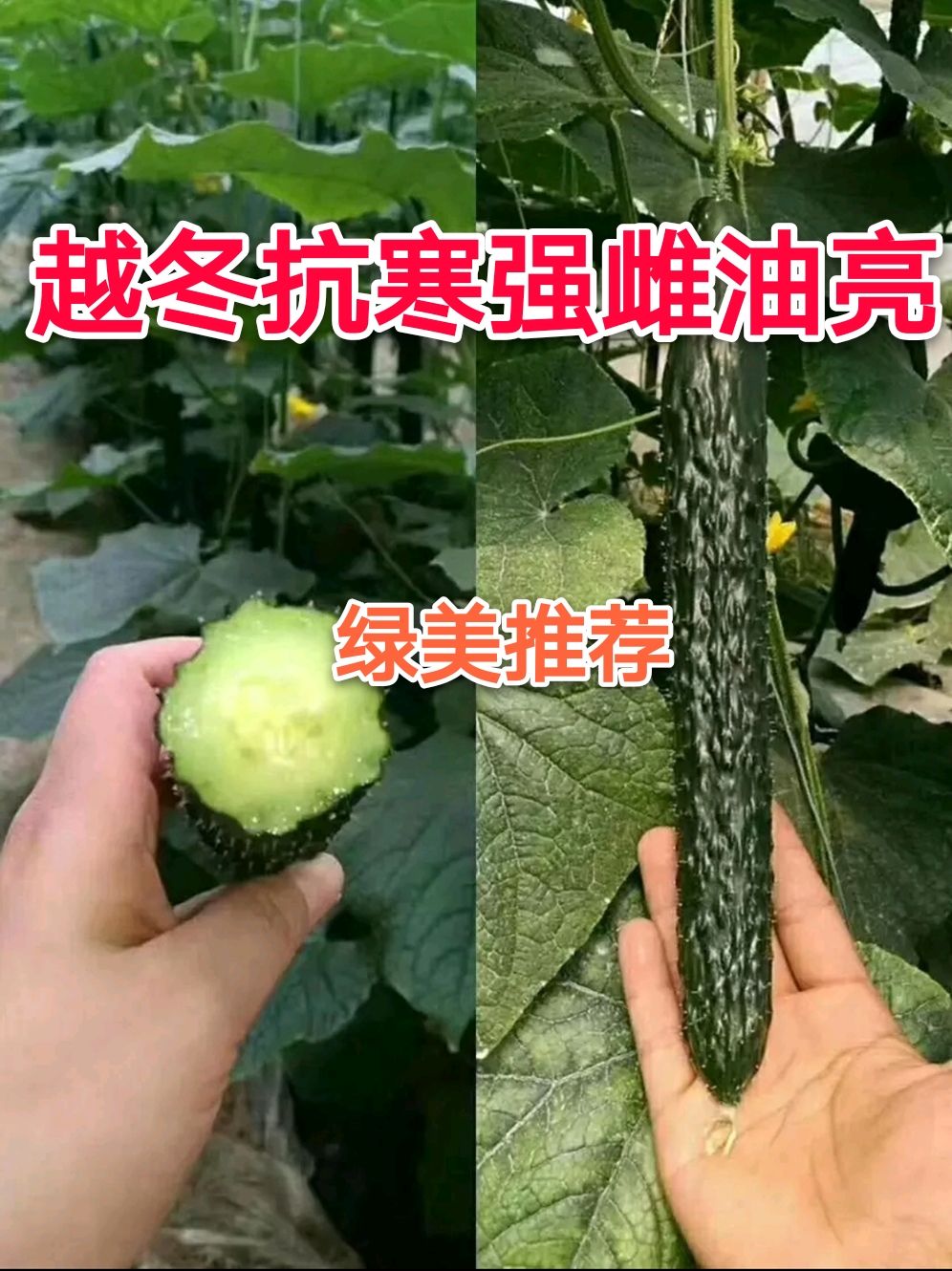 黄瓜种子  强雌，深绿油亮，短把，密刺越冬抗寒