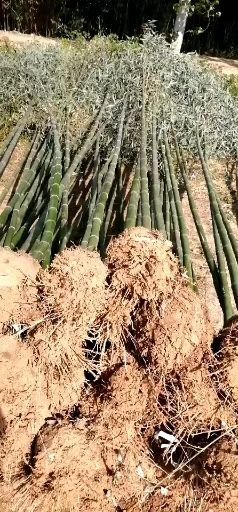 确山县 竹子