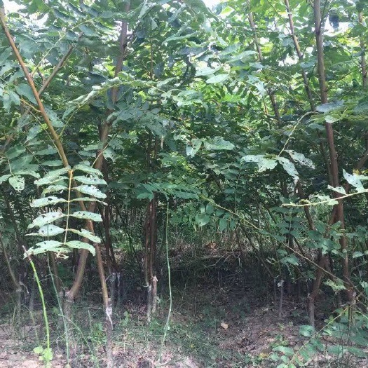 九江南酸枣树苗  实生南酸枣苗  嫁接南酸枣苗木供应