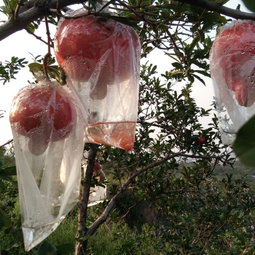 西安 临潼贵妃石榴