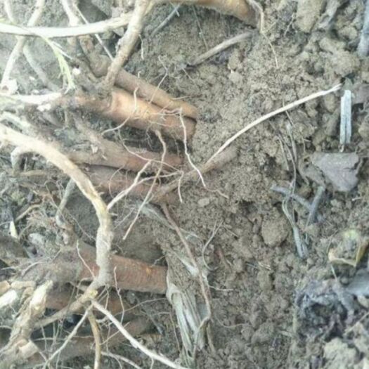 瓜州县 甘肃瓜州2019年甘草，新草。