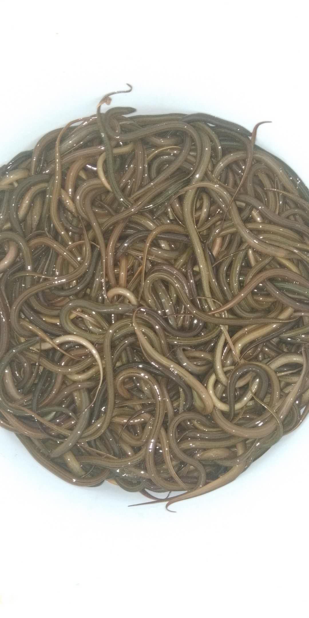 正大9号黄鳝苗 支持送货上门，货到付款量大从优，四川，云南，