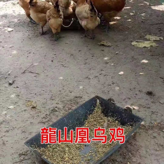 广州龍山凰乌鸡苗