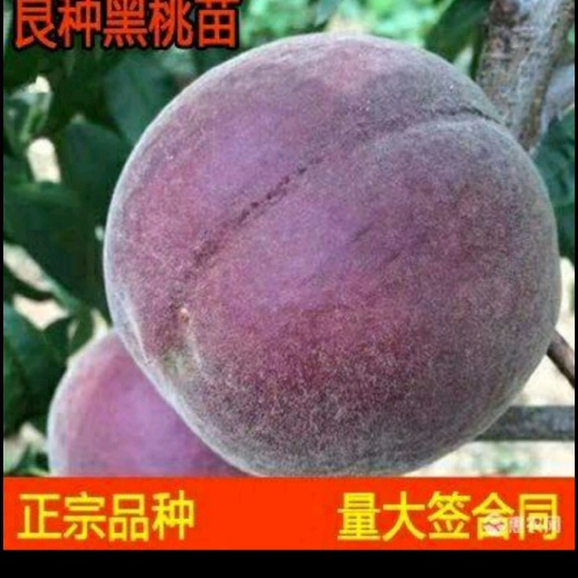 平邑县 黑桃苗