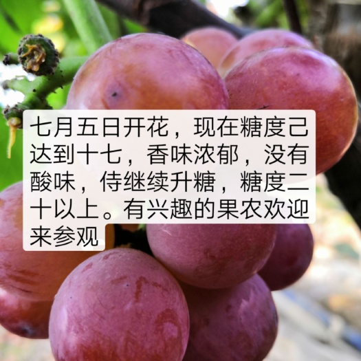  红香蜜葡萄苗，品质优，适应性强，易管理。