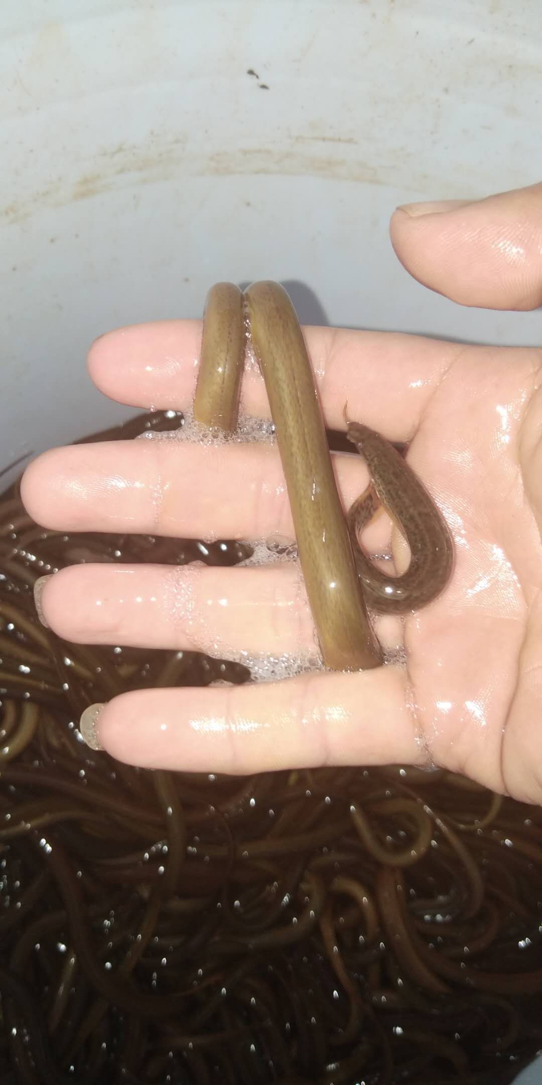 正大9号黄鳝苗 支持送货上门，货到付款量大从优，四川，云南，
