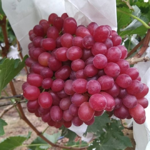 大荔县红无核葡萄 2斤以上 5%以下 2次果