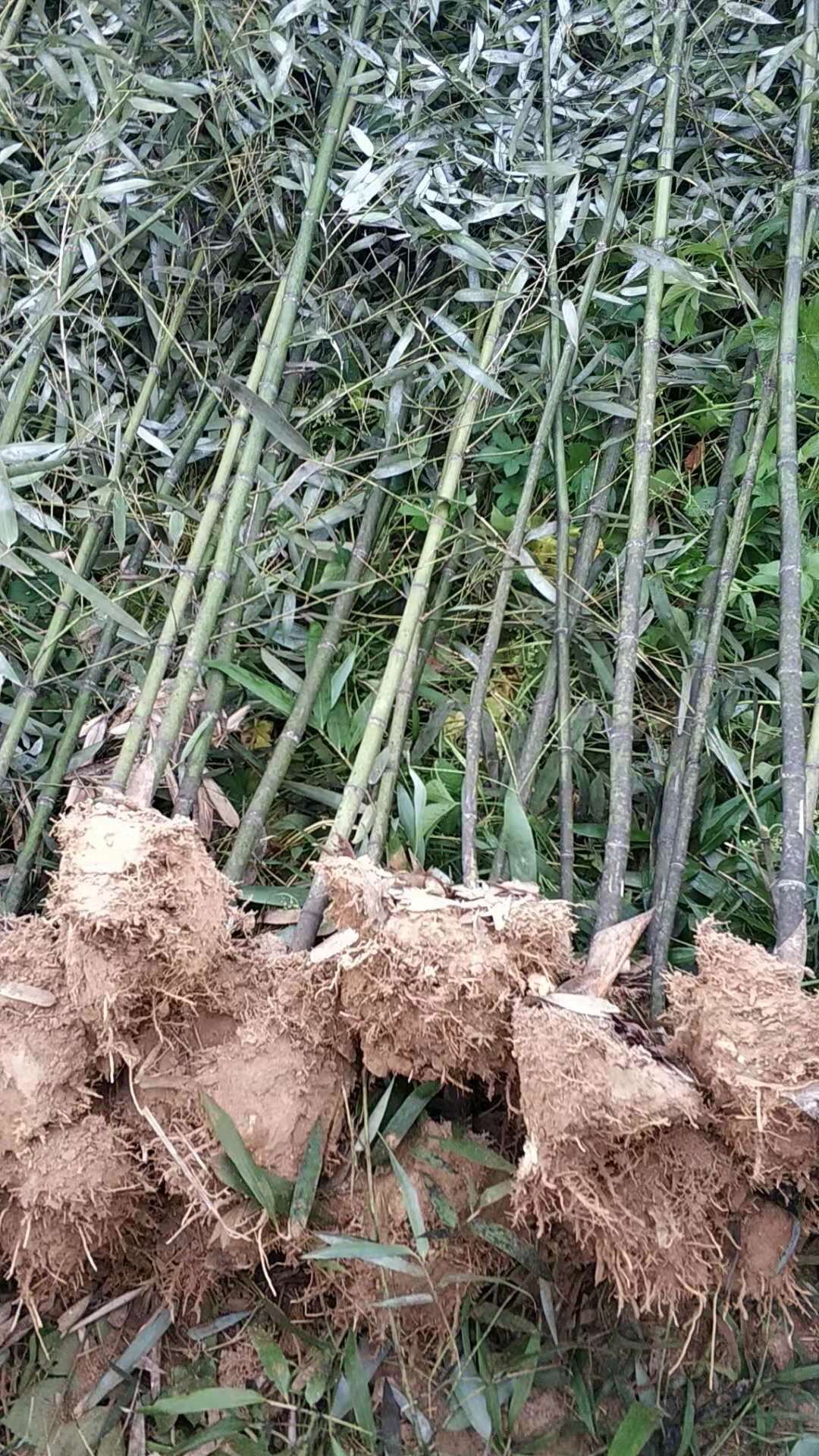 苗子竹