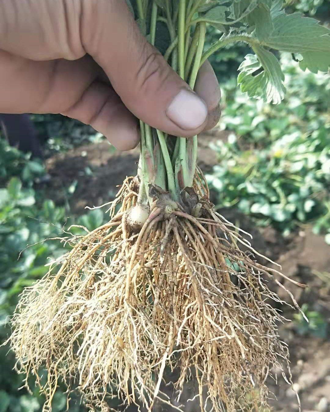  (奶油草莓)四季草莓苗 红颜 章姬等  一级脱毒苗