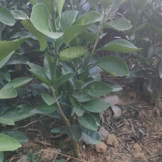桃源县纽荷尔脐橙苗 纽荷尔