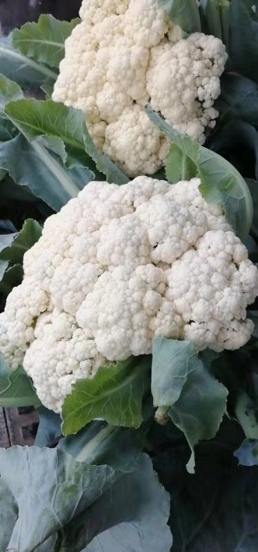 博爱县河南松花菜大量上市，青梗白面，个头均匀，实力代收，欢迎新老客