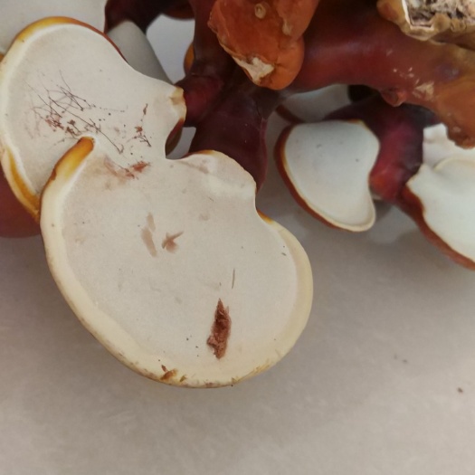 新兴县黄灵芝