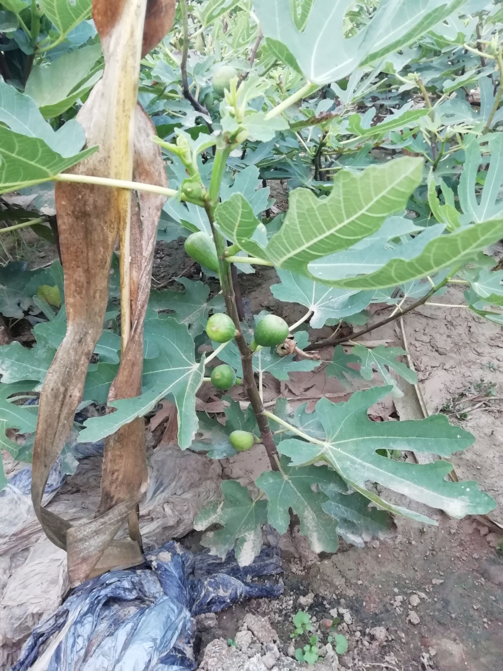  矮化无花果当年结果苗