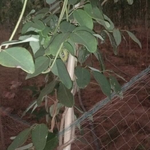 八月瓜苗 八月瓜大苗