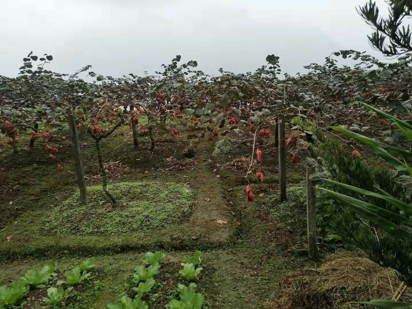  都江堰海沃德猕猴桃