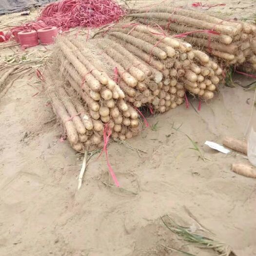 金乡县铁棍山药 新货铁杆上市啦