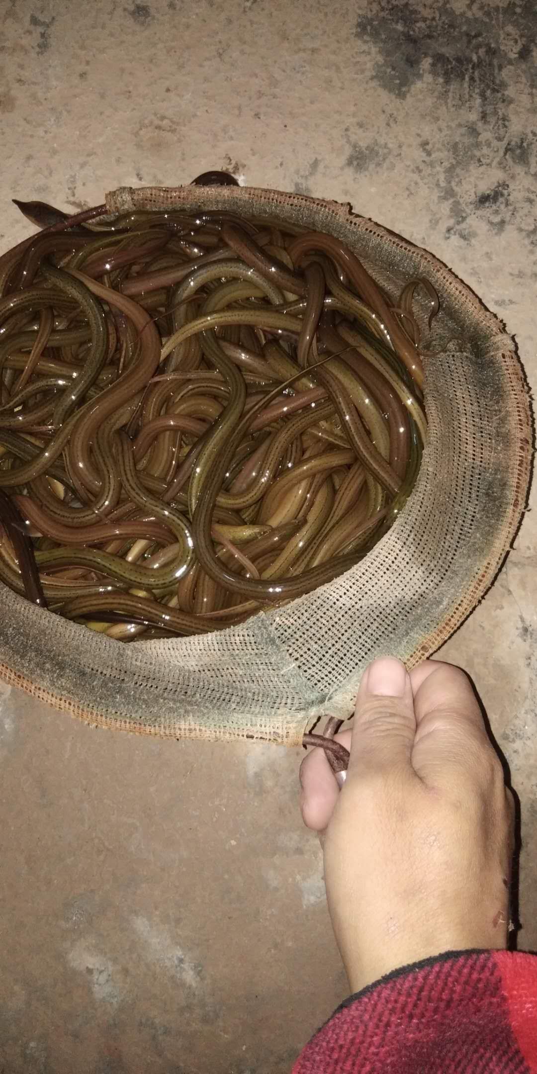 正大9号黄鳝苗 支持送货上门，货到付款量大从优，四川，云南，