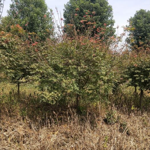 全州县日本红枫 大量供应大小嫁接红枫