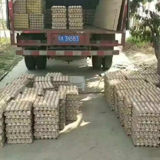 汉中红皮鸡蛋 食用 散装