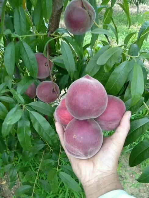 平邑县 桃树苗，黑桃皇后苗，保质量，保品种当年挂果