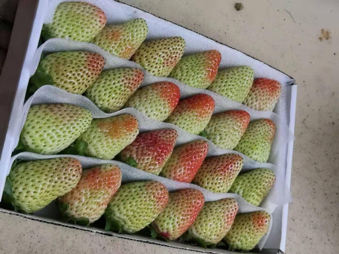 蒙特瑞草莓 24粒  现摘现发