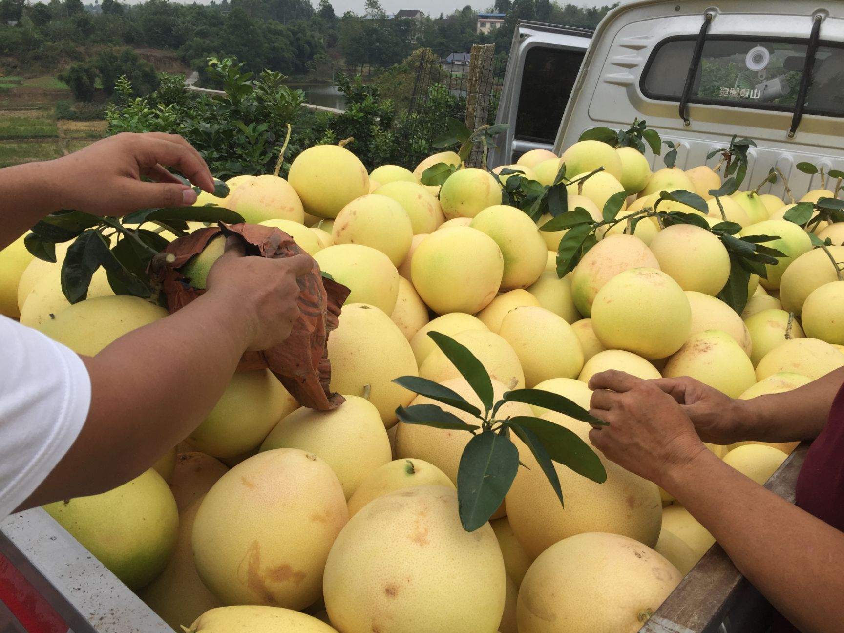 三红蜜柚 2斤以上