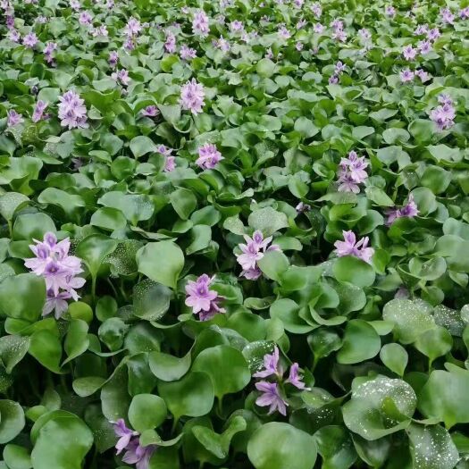 开封花盆  水莲花疯狂大甩卖