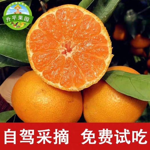临海市 果园直供 临海涌泉蜜桔 批发 可一件代发