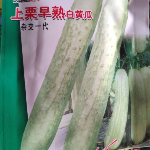 余干县上粟早熟白黄瓜种子 果棍棒形皮微绿少刺 单瓜重500g采收