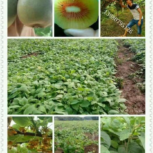 简阳市 自家苗圃，出售猕猴桃苗，有红阳，东红，翠香徐香，金艳，水杨桃