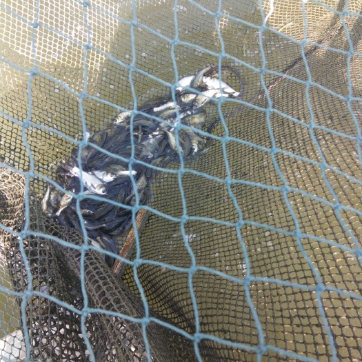 新沂市 网箱花鲢鱼苗体质好，成活率高。本人直供。