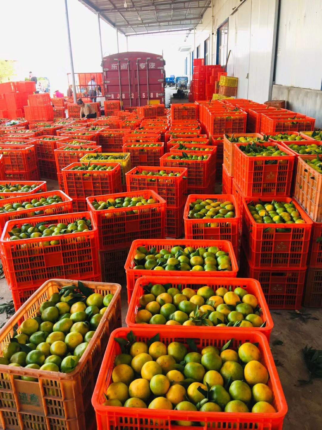 黄橘子 湖北省十堰市丹江习家店柑橘已上市