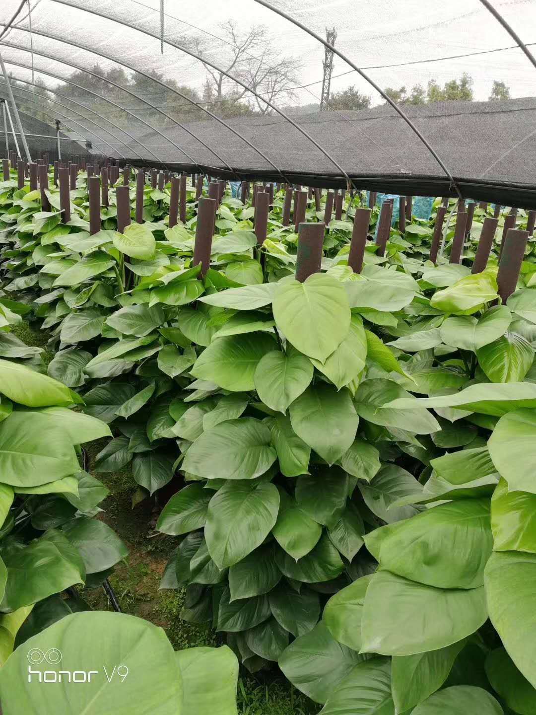 大叶绿萝柱批发小叶绿萝柱大型盆栽树桩花卉室内观赏植物净化空