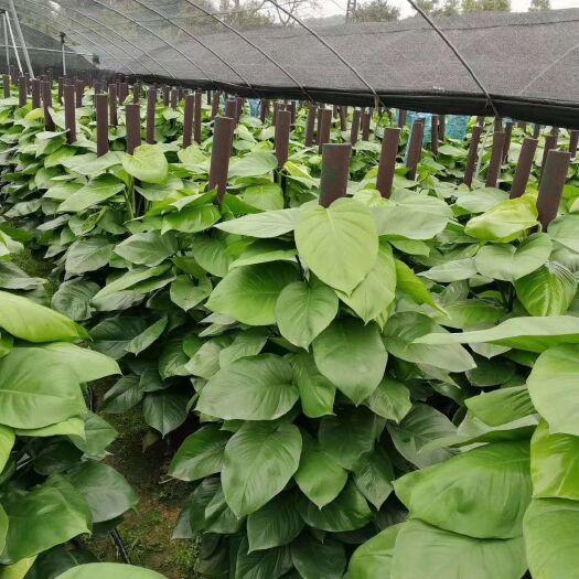广州大叶绿萝柱批发小叶绿萝柱大型盆栽树桩花卉室内观赏植物净化空